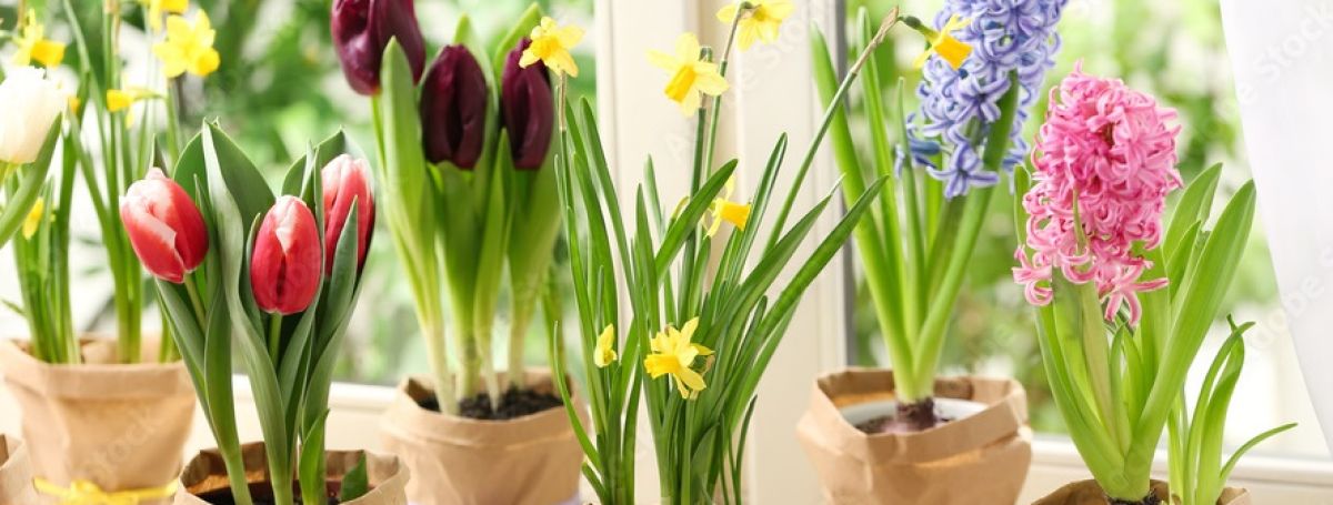 Луковичные растения под заказ к 8 марта.
