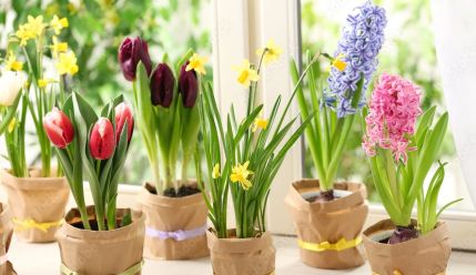 Луковичные растения под заказ к 8 марта.