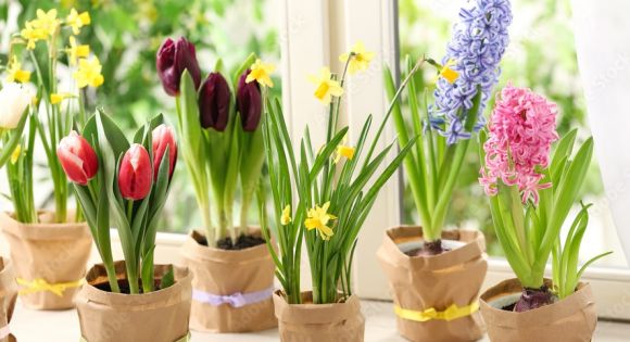 Луковичные растения под заказ к 8 марта.