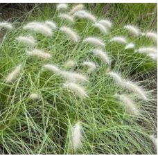 Пеннисетум лисохвостый Литтл Банни