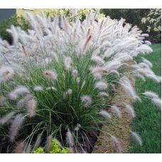 Пеннисетум лисохвостый Компрессум