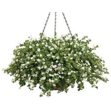 Бакопа кашпо