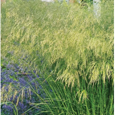 Щучка Голдтау