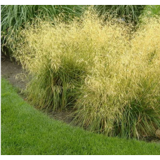 Щучка Бронзешляйер