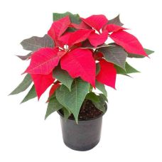 Пуансеттия