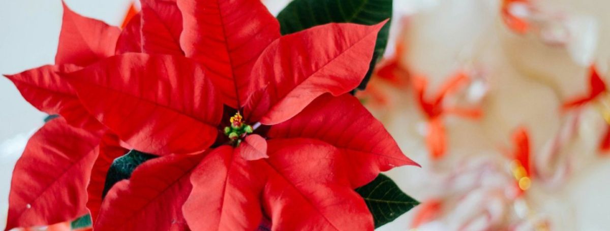 Специальное предложение на Пуансеттию (Рождественскую звезду) от питомника GreenPlant