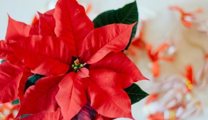 Пуансеттия 