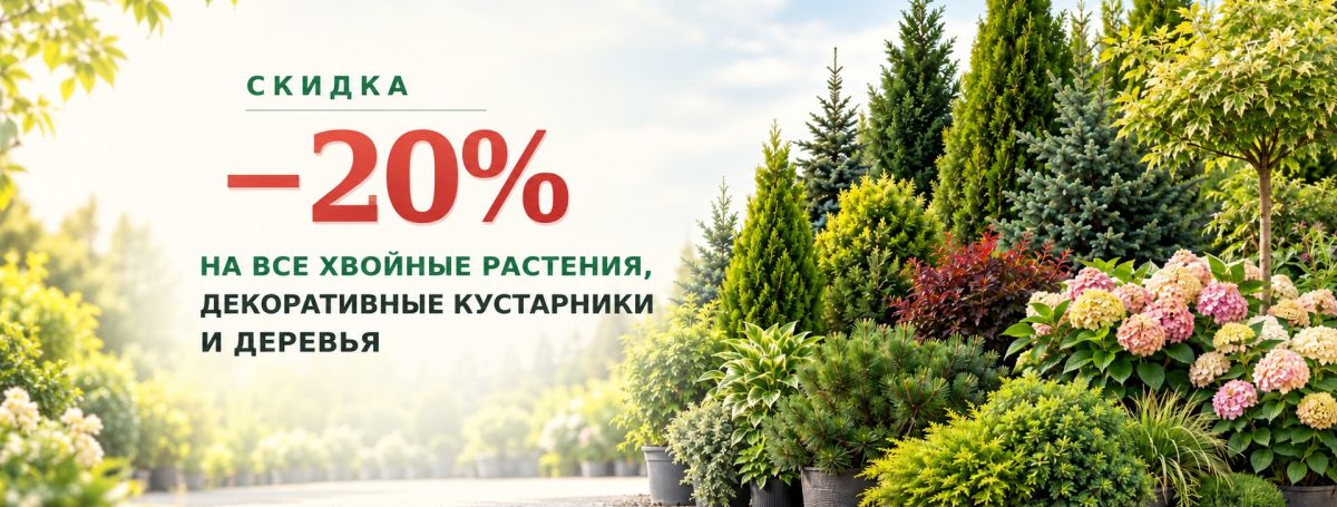 Скидка 20% на хвойные и декоративные растения
