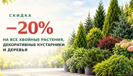Скидка 20% на хвойные и декоративные растения