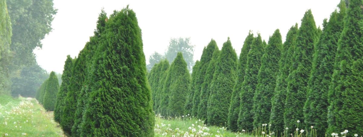 Туя западная — королева ландшафтного дизайна