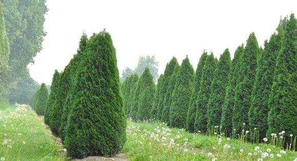 Туя западная: посадка, уход, лучшие сорта для вашего сада 