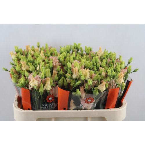 EUSTOMA E FALDA APRICOT