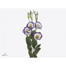 EUSTOMA  E PICCO BLUE RIM