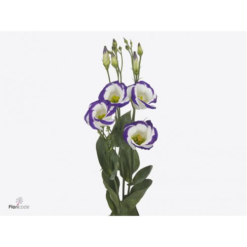 EUSTOMA E FALDA SALMON