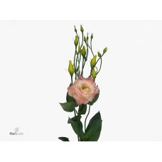 EUSTOMA G ALISSA CHAMPAGNE