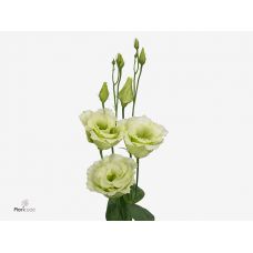 EUSTOMA G ALISSA GREEN