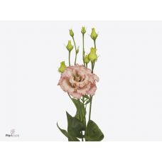 EUSTOMA G ALISSA L APRICOT