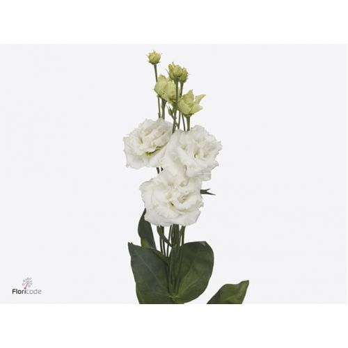EUSTOMA G ALISSA PURE WHITE