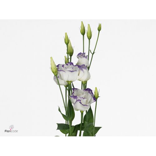 EUSTOMA G ARENA BLUE PICOT