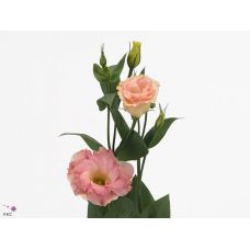 EUSTOMA G ARENA CHAMPAGNE