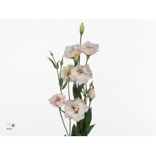 EUSTOMA G ARENA L PINK