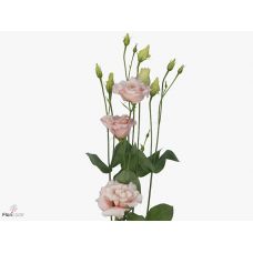 EUSTOMA G COREL L PINK