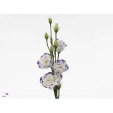 EUSTOMA G EXCAL BLUE PICOT