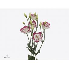 EUSTOMA G EXCAL HOT LIPS