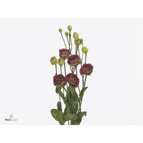 EUSTOMA G ROSANNE DEEP BROWN