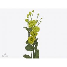 EUSTOMA G ROSANNE GREEN