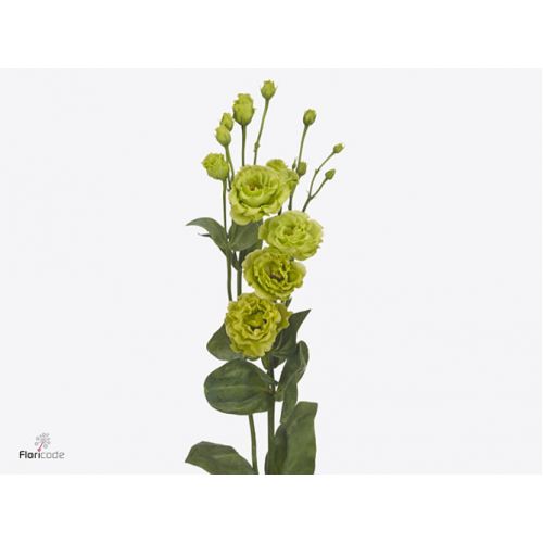 EUSTOMA G ROSANNE GREEN