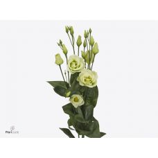EUSTOMA G ROSITA GREEN