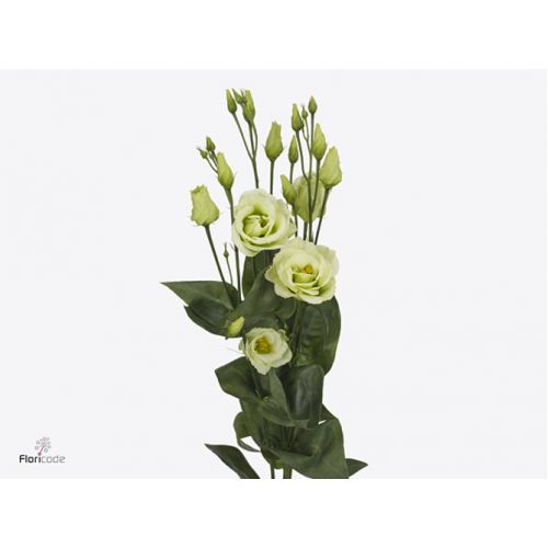 EUSTOMA G ROSITA GREEN