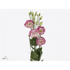 EUSTOMA G ROSITA HOT LIPS