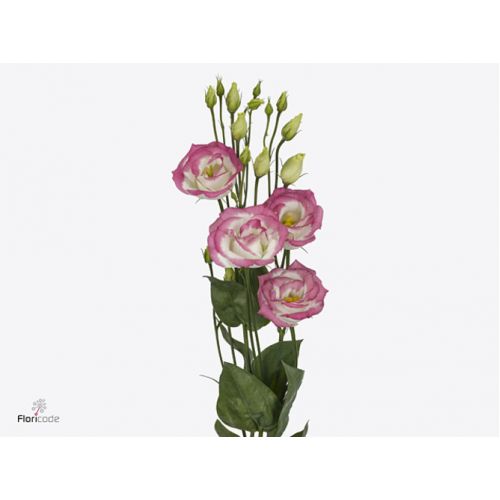 EUSTOMA G ROSITA HOT LIPS