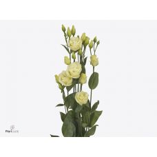 EUSTOMA G ROSITA YELLOW