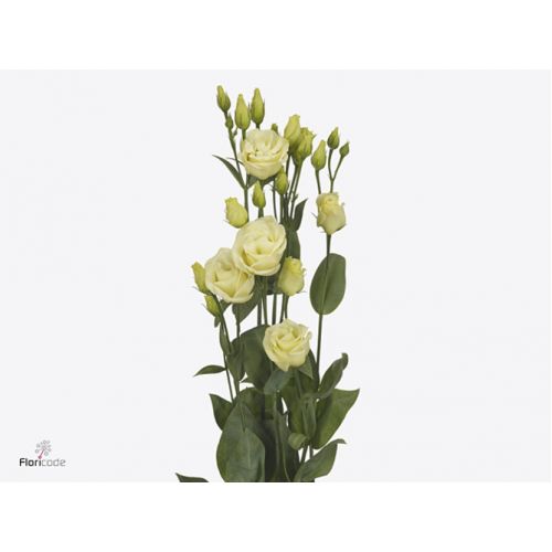 EUSTOMA G ROSITA YELLOW