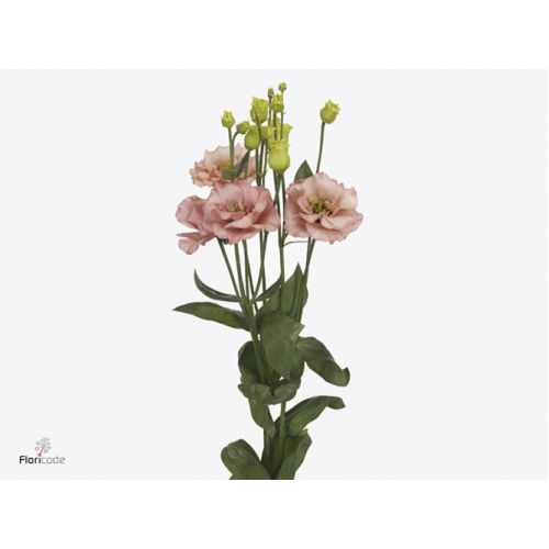 EUSTOMA G SABRINA ORANGE