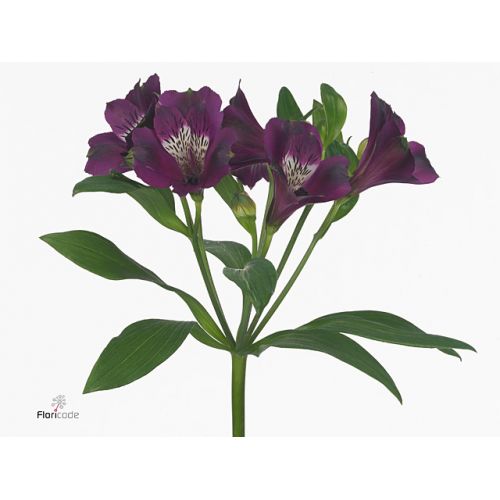 ALSTROEMERIA CARLINE