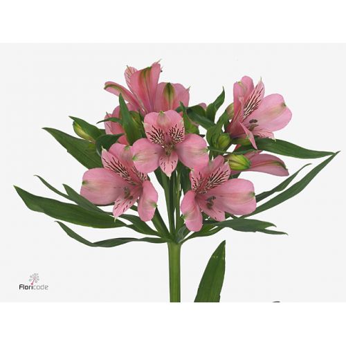 ALSTROEMERIA ELEGANCE