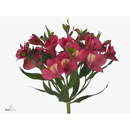 ALSTROEMERIA INTENZ PINK