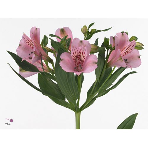 ALSTROEMERIA PINK FLOYD