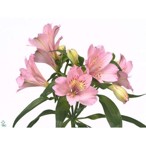ALSTROEMERIA PRIMADONNA