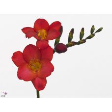 FREESIA EN RED PASSION
