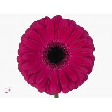 GERBERA GR ALADIN