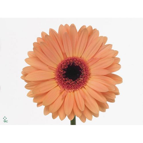GERBERA GR ALMA