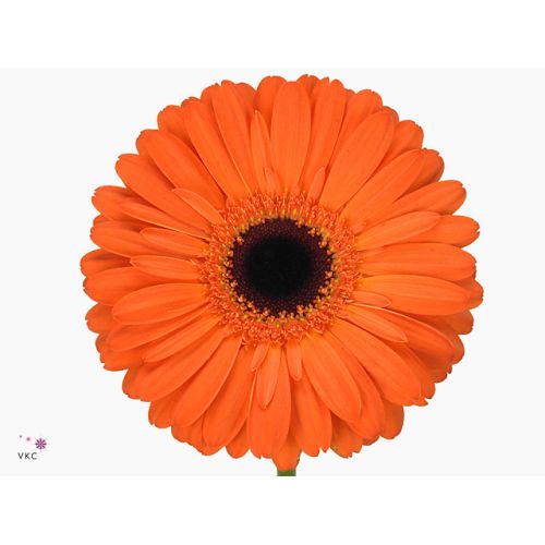GERBERA GR APPLAUSE
