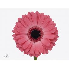 GERBERA GR AVENUE 