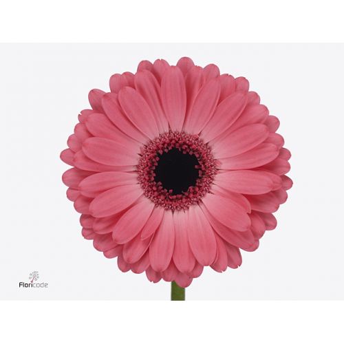 GERBERA GR AVENUE 