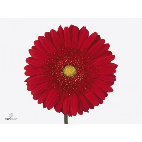 GERBERA GR CARAMBOLE